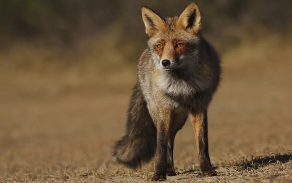 A striking image of a fox standing in a grassy field, captured in high definition. This wallpaper showcases the animal's intense gaze and detailed fur texture.