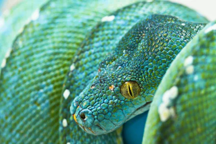 Animal python HD Desktop Wallpaper | Background Image