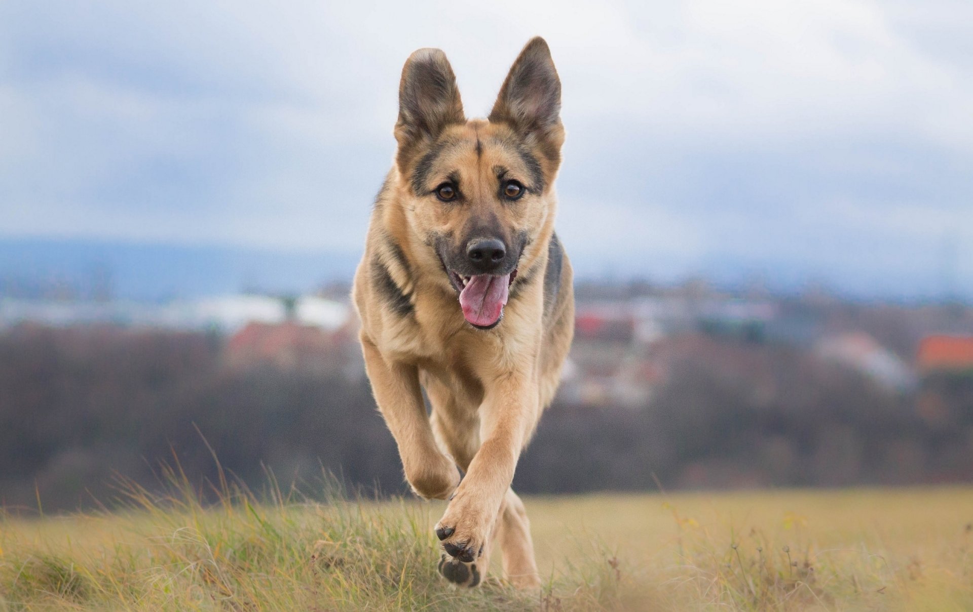 A German Shepherd joyfully runs through a grassy field, captured with a beautiful bokeh background, making it a striking HD desktop wallpaper.