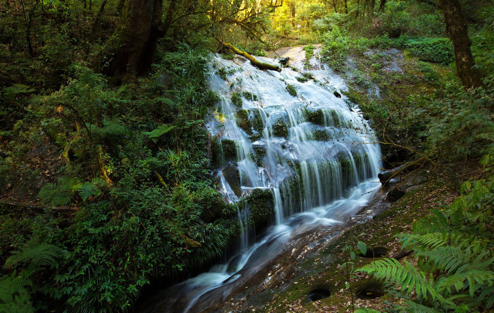 5K Ultra HD PC desktop wallpaper: jungle nature scene with a multi-tiered waterfall cascading through ferns and moss-covered trees.