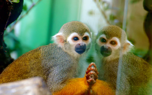 Animal squirrel monkey HD Desktop Wallpaper | Background Image