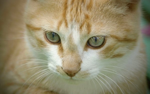 Animal Cat Cats Close-Up Muzzle HD Wallpaper | Background Image