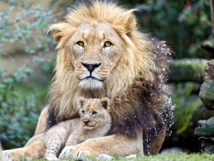 HD PC desktop wallpaper showing a lion and its baby cub resting together in a natural outdoor setting.