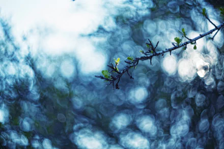 A delicate branch with fresh spring leaves against a blue bokeh background, captured in high-definition as a PC desktop wallpaper and nature scene.