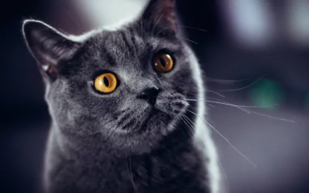 head Animal cat HD Desktop Wallpaper | Background Image