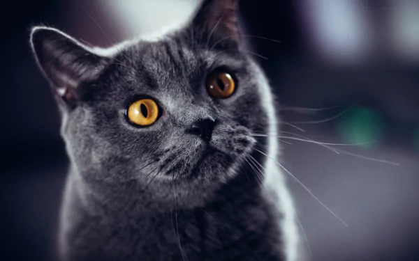 head Animal cat HD Desktop Wallpaper | Background Image