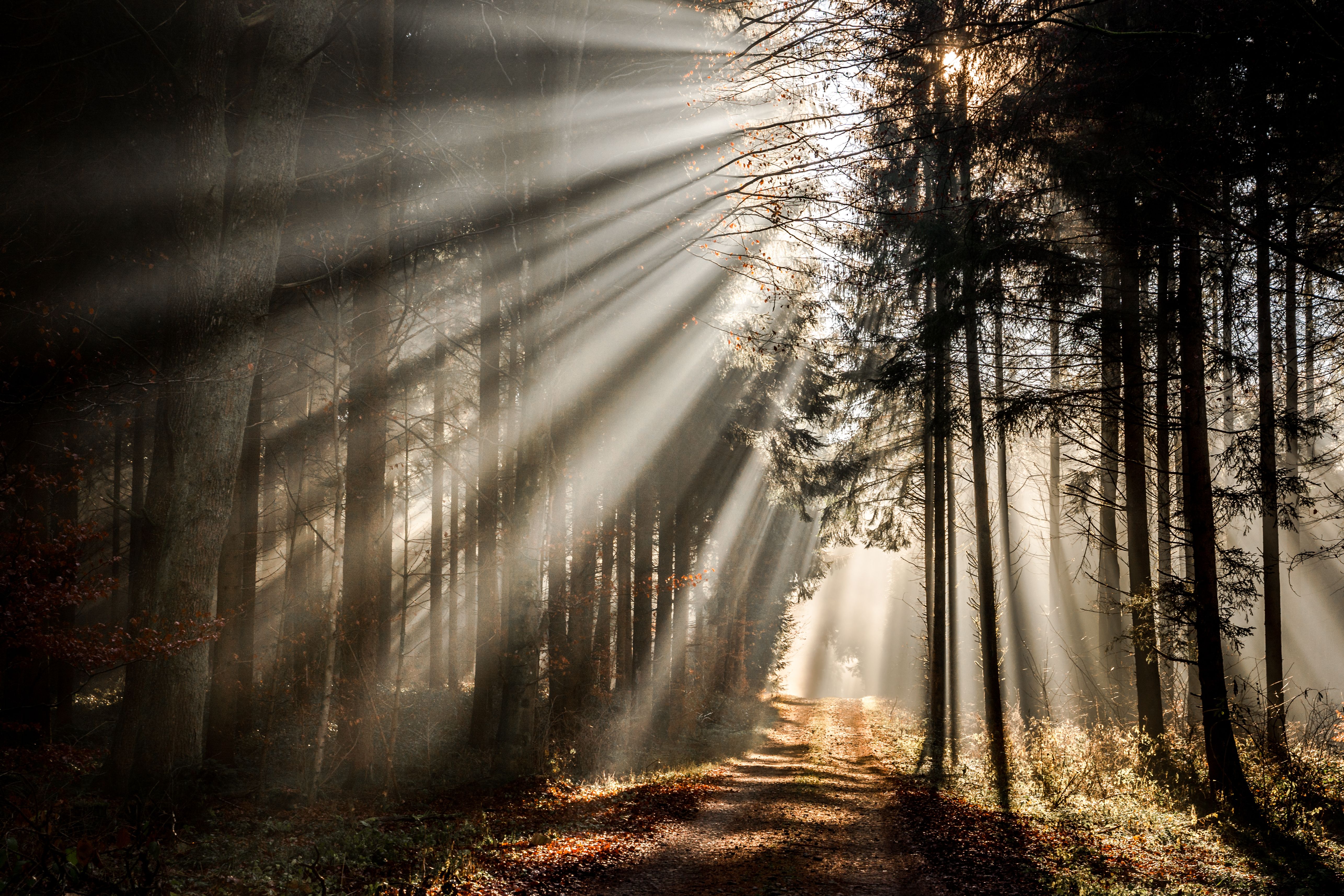 Download Path Nature Tree Forest Sunbeam 4k Ultra Hd Wallpaper 