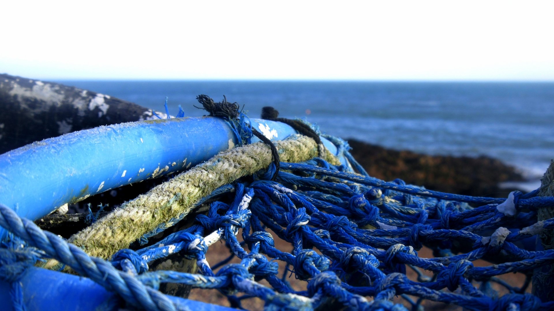 Download Photography Close-up 4k Ultra HD Wallpaper