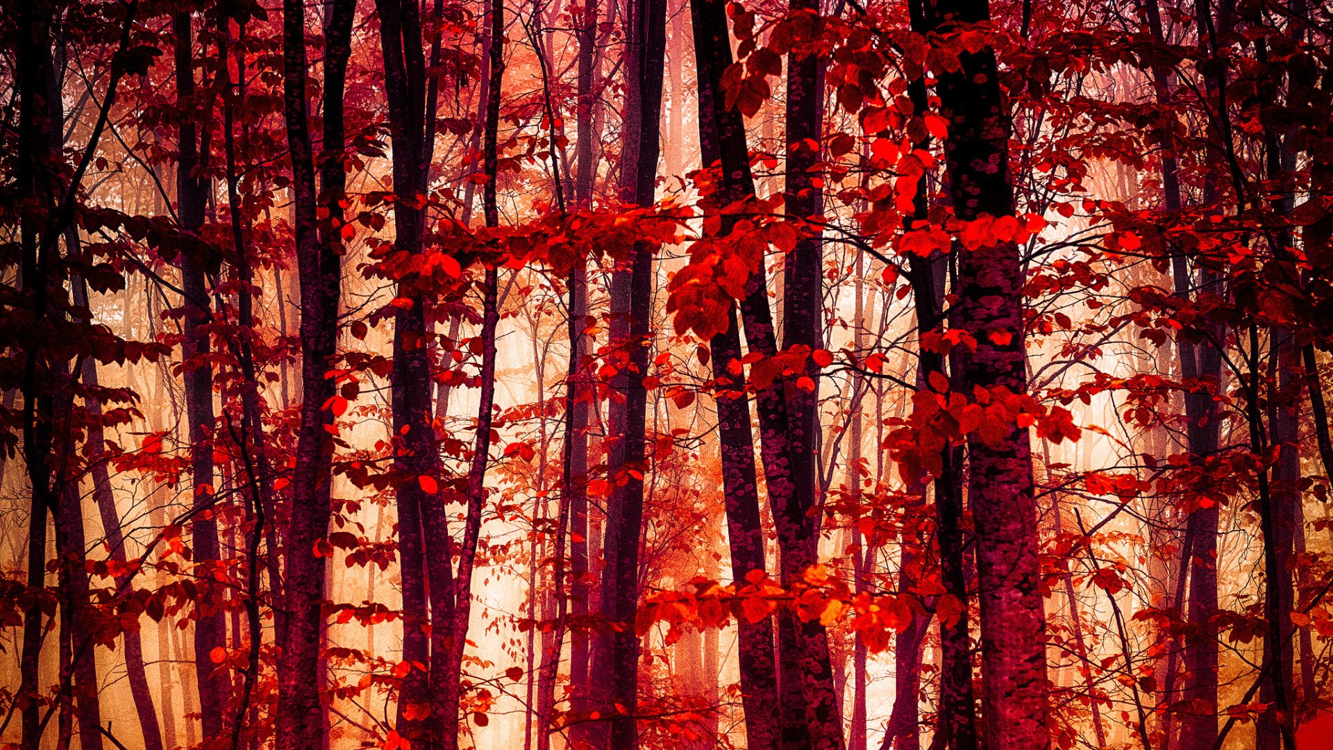 Download Tree Red Fall Nature Forest HD Wallpaper