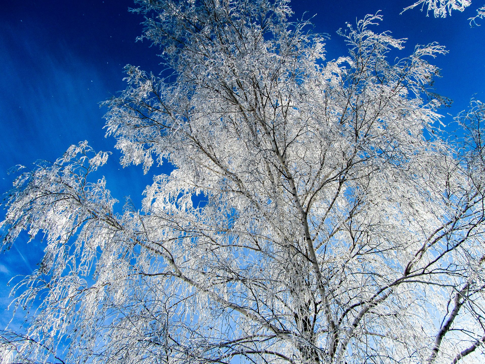 Download Sky Cloud Snow Tree Nature Winter 4k Ultra HD Wallpaper by ...