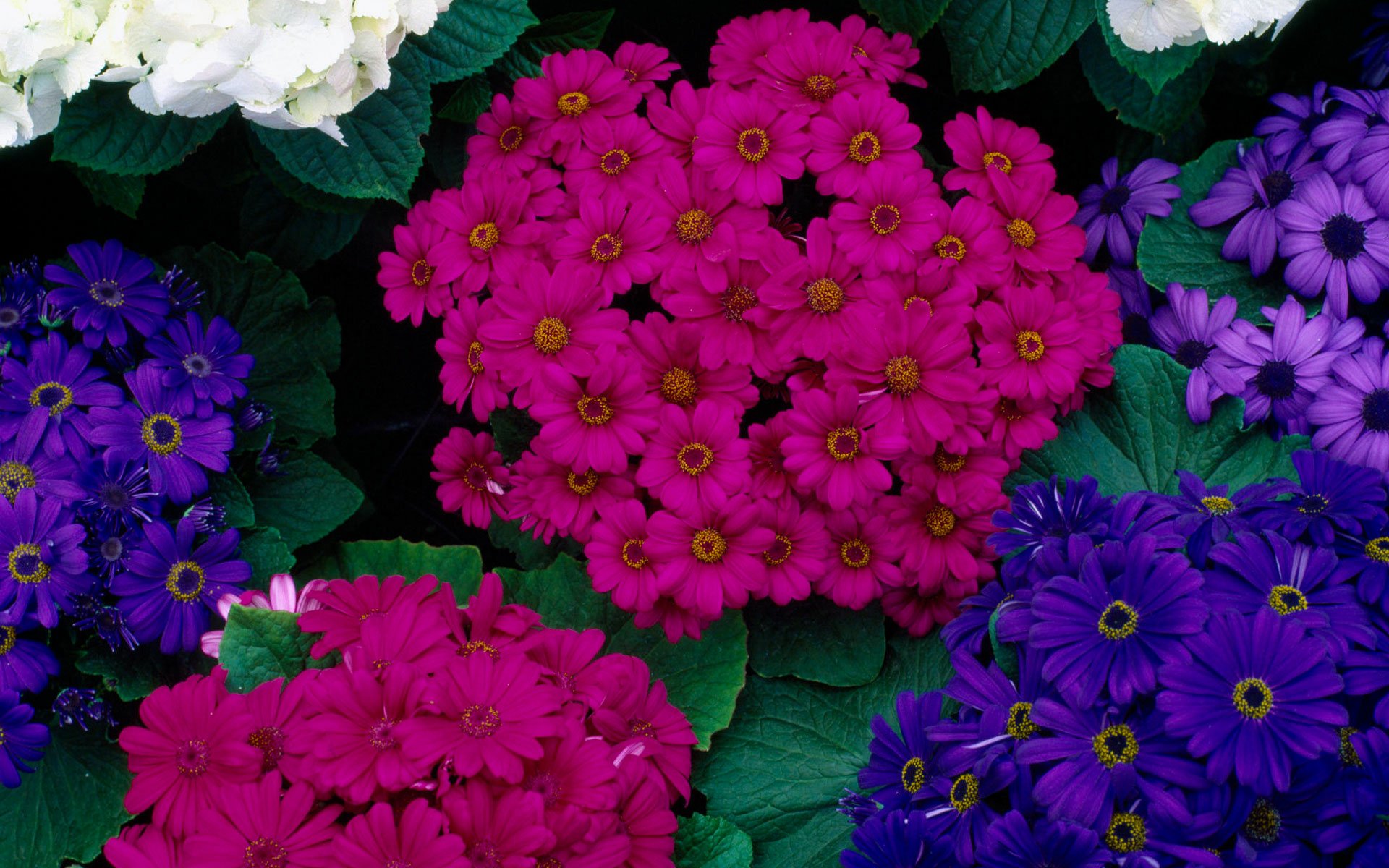 Download Flower Nature Cineraria HD Wallpaper