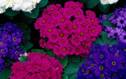  Cineraria is in the Daisy family of flowers