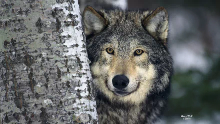 winter wolf Animal gray wolf HD Desktop Wallpaper | Background Image