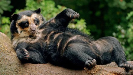 A spectacled bear lounging on a tree branch in a natural green environment, captured in HD quality as a desktop wallpaper and background.