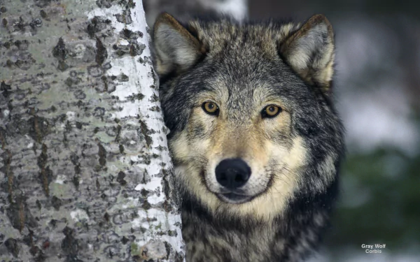 winter wolf Animal gray wolf HD Desktop Wallpaper | Background Image