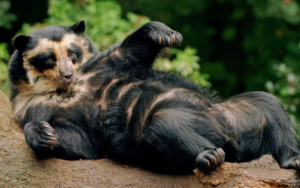 A spectacled bear lounging on a tree branch in a natural green environment, captured in HD quality as a desktop wallpaper and background.