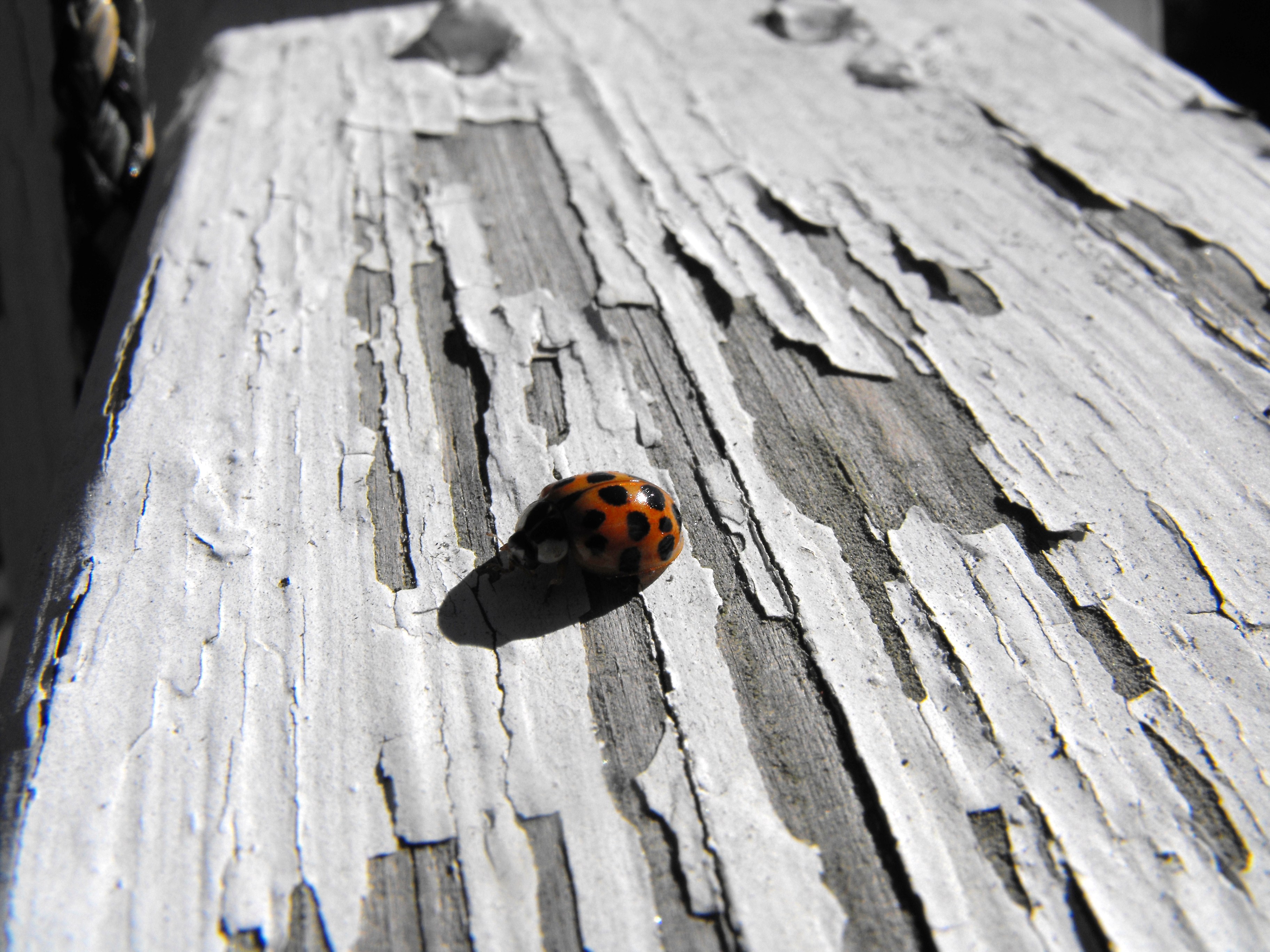 Animal Ladybug Wallpaper