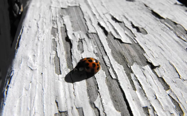 A close-up of a ladybug resting on peeling white paint, capturing its vibrant colors and intricate details. An engaging HD desktop wallpaper featuring nature's beauty.