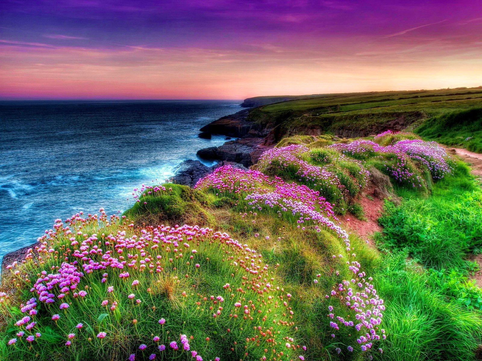 Download HDR Grass Ocean Flower Coast Nature Coastline Wallpaper