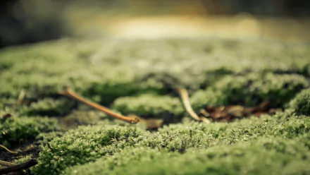 Macro close-up of green moss carpet with shallow depth of field, nature texture; HD PC desktop wallpaper/background.