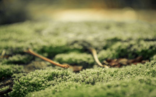 Earth Moss Macro Green HD Wallpaper | Background Image