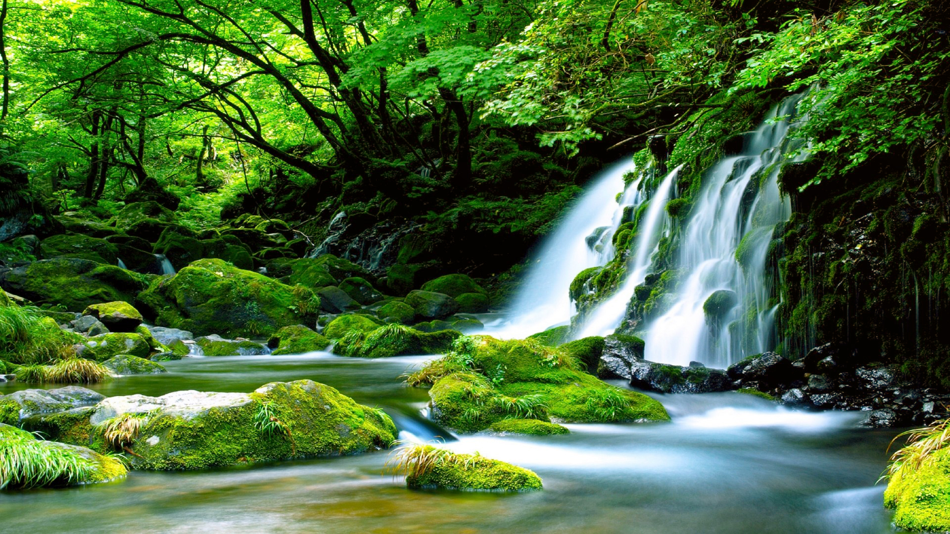 Waterfall In Forest