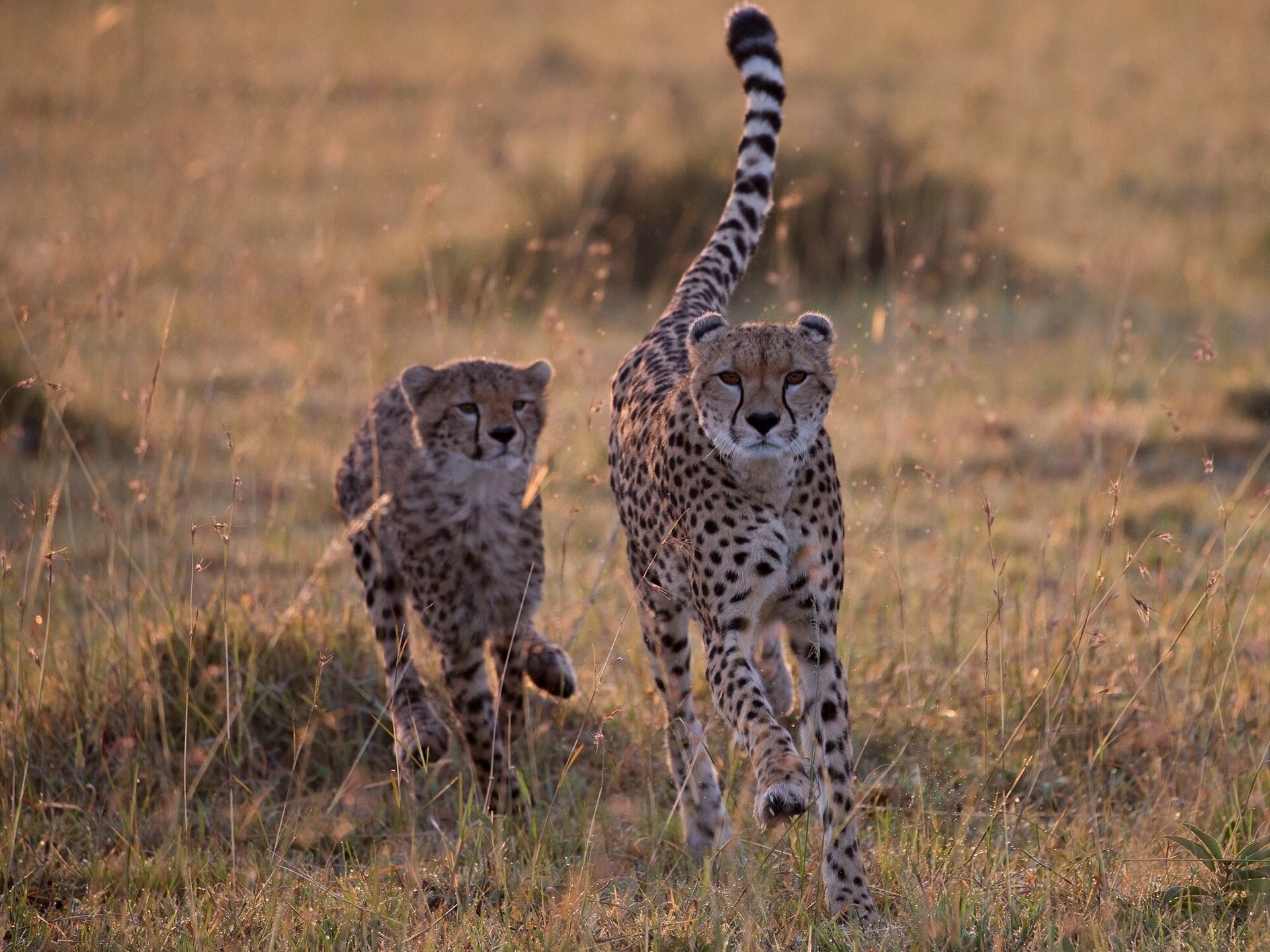 Download Savannah Animal Cheetah Hd Wallpaper