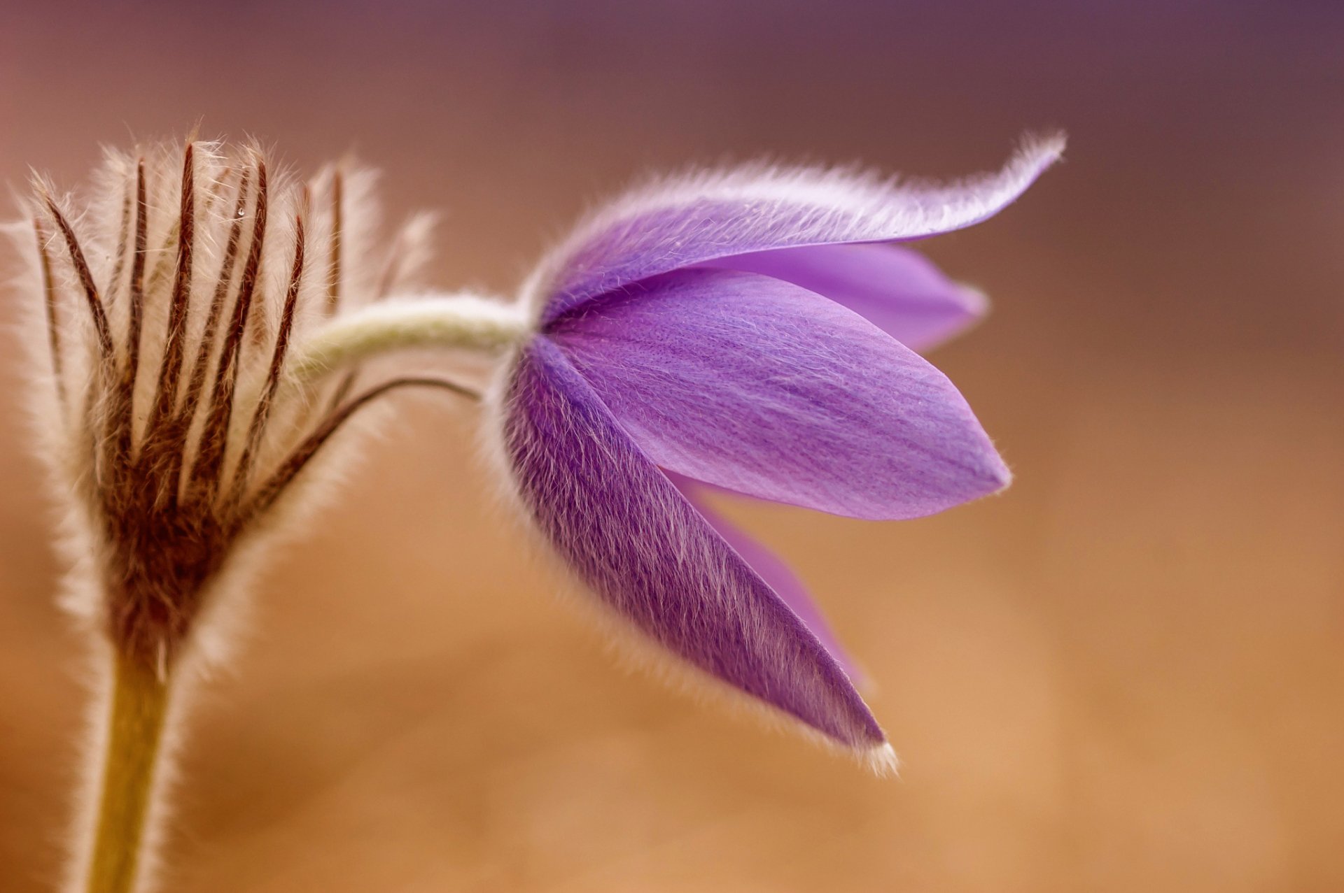 Macro close-up of a purple Pulsatilla spring flower, nature detail with warm bokeh, presented as an HD PC desktop wallpaper and background.