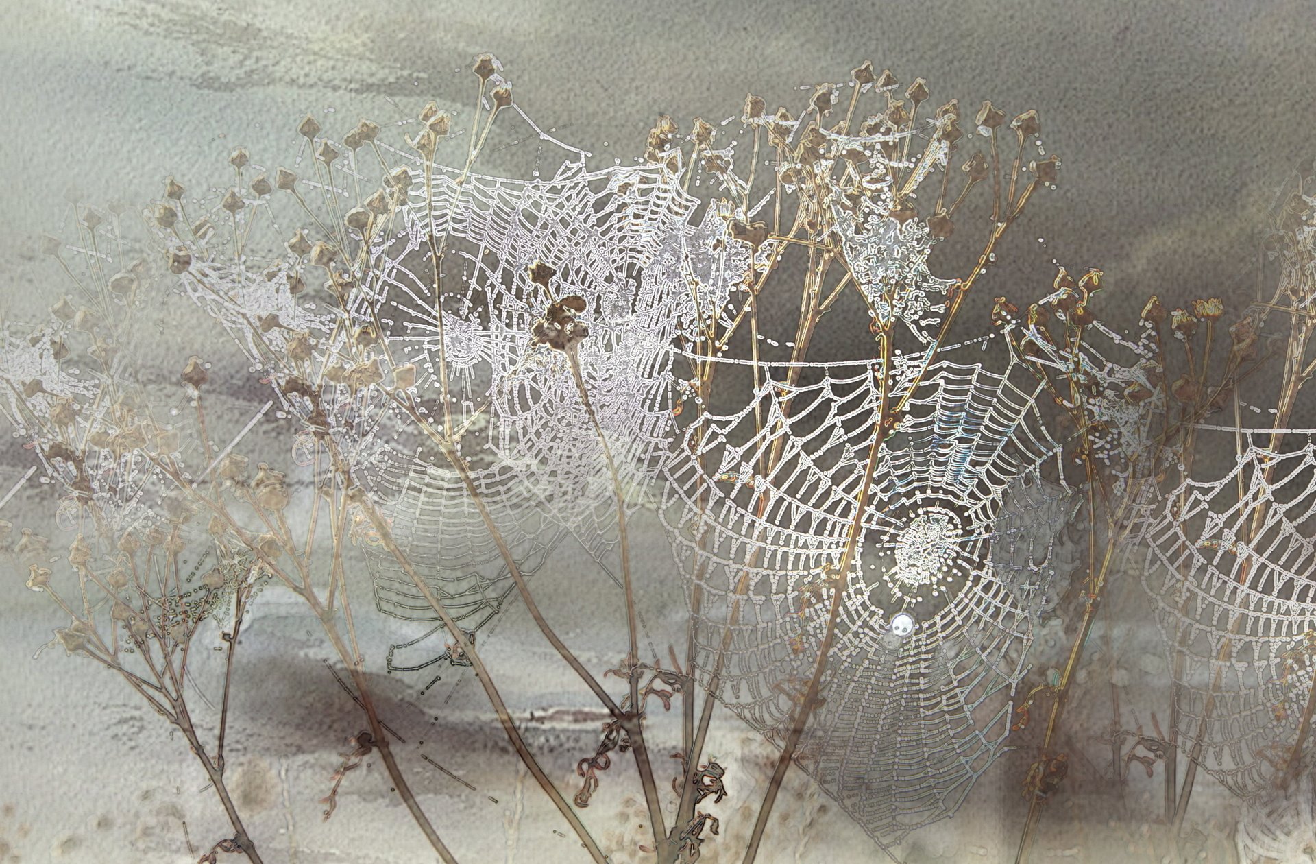 kid spider web wallpaper hd