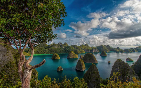 Lush tree overlooking the stunning seascape of Raja Ampat, Indonesia, with multiple karst islands under a vibrant sky in this HD nature landscape wallpaper.