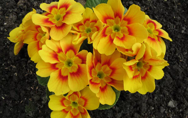  Yellow Primulas