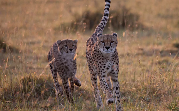 savanna Animal cheetah HD Desktop Wallpaper | Background Image