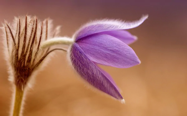 Macro close-up of a purple Pulsatilla spring flower, nature detail with warm bokeh, presented as an HD PC desktop wallpaper and background.