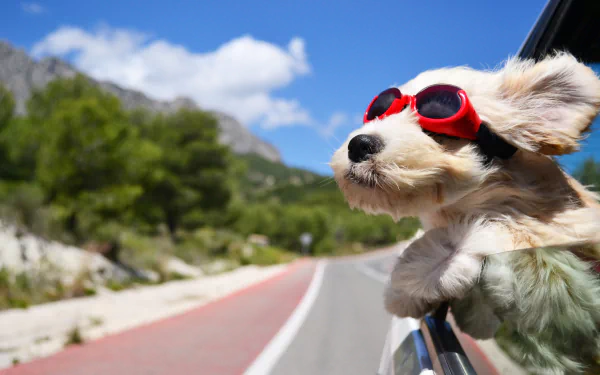 A playful dog wearing red goggles enjoys a sunny drive, with its head out of the car window, surrounded by stunning mountain scenery. A vibrant HD desktop wallpaper.