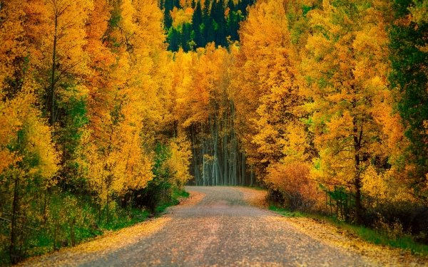 Earth Fall Forest Tree Leaf Nature Road HD Wallpaper | Background Image