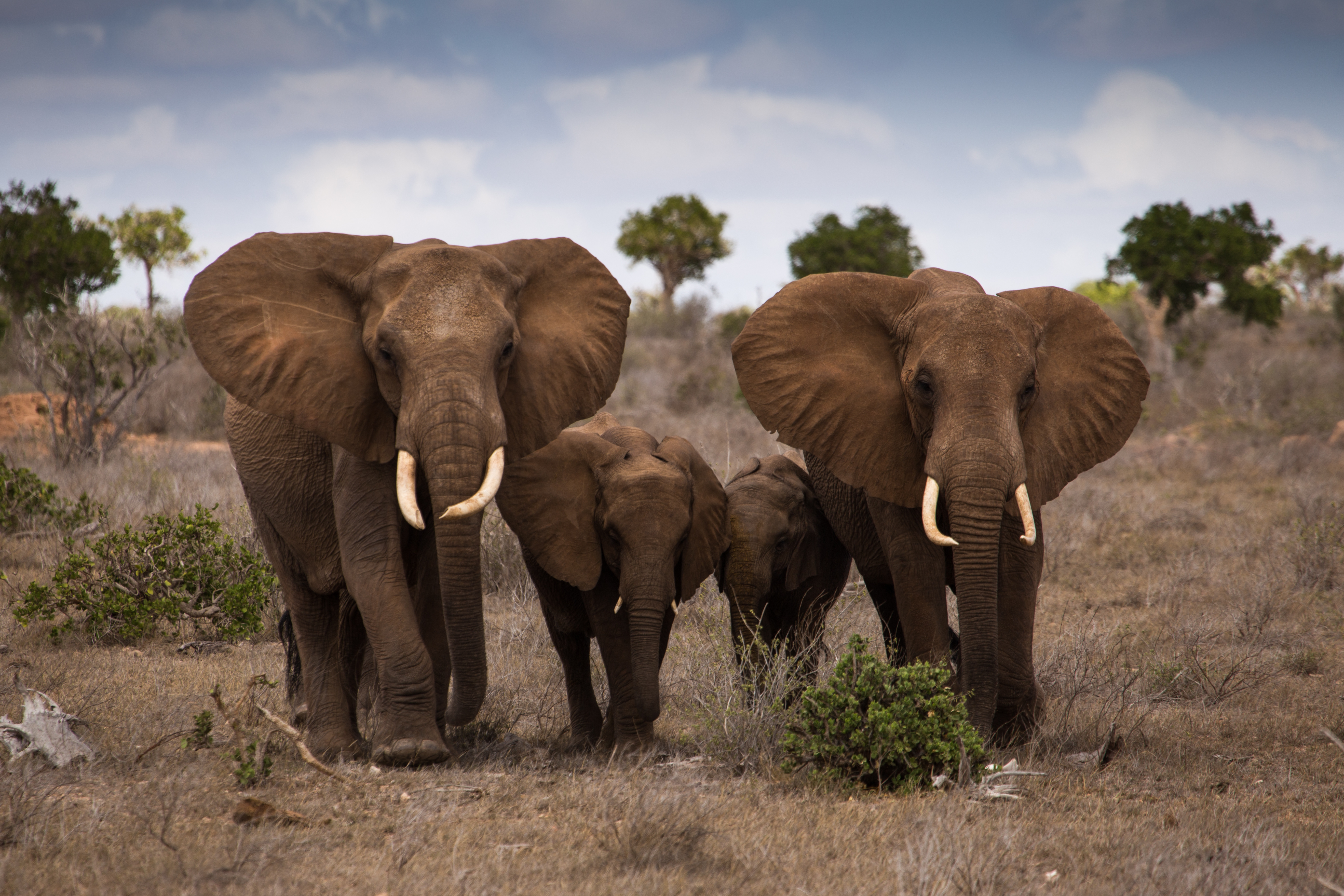 Elephant множественное. Африканский саванный слон. Семья слонов. Звери Африки. Четыре слона.