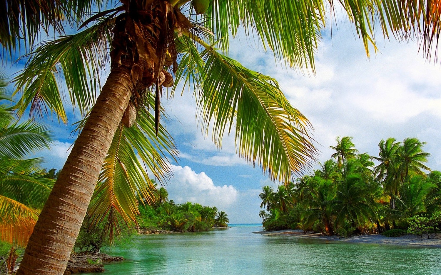 Palm Trees on Tropical Island Wallpaper and Background ...