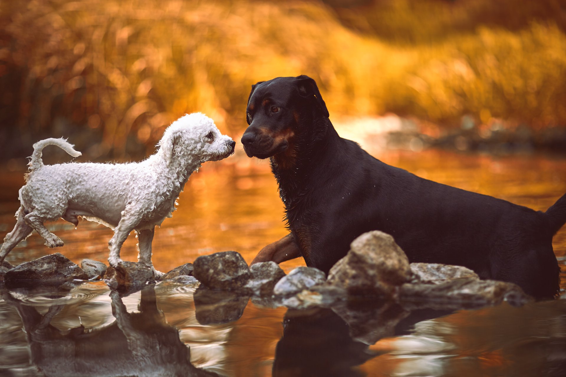 Two dogs, one white and one black, stand on stones in shallow water with a warm bokeh background, creating a serene HD desktop wallpaper scene.
