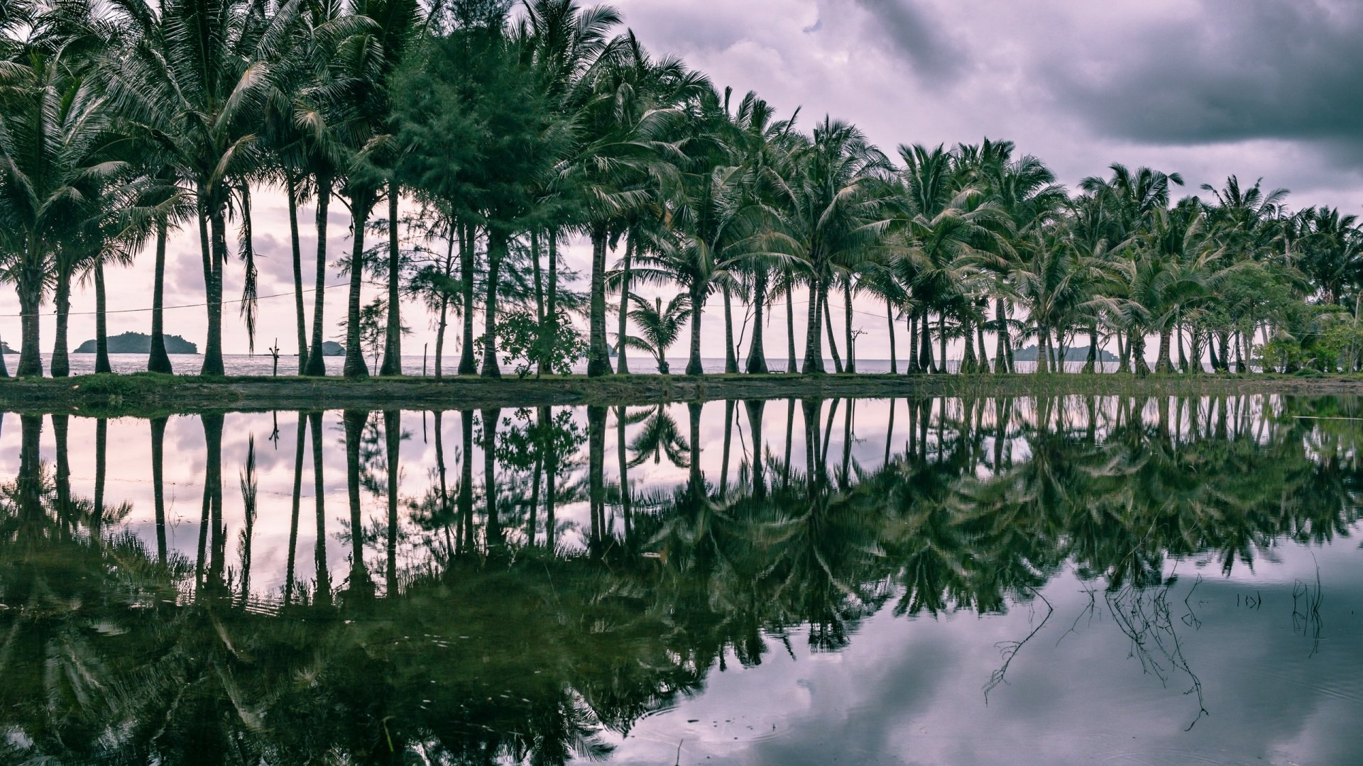 Download Nature Palm Tree HD Wallpaper