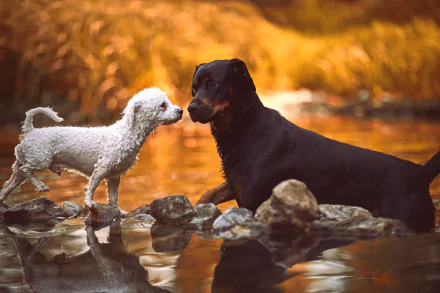 Two dogs, one white and one black, stand on stones in shallow water with a warm bokeh background, creating a serene HD desktop wallpaper scene.