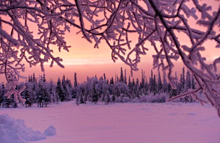 A serene winter sunset casts a soft pink hue over a snow-covered forest, framed by frost-laden branches, creating a stunning 4K Ultra HD desktop wallpaper.