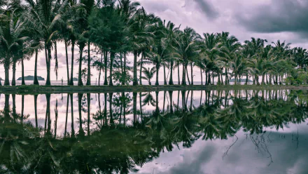 nature palm tree HD Desktop Wallpaper | Background Image