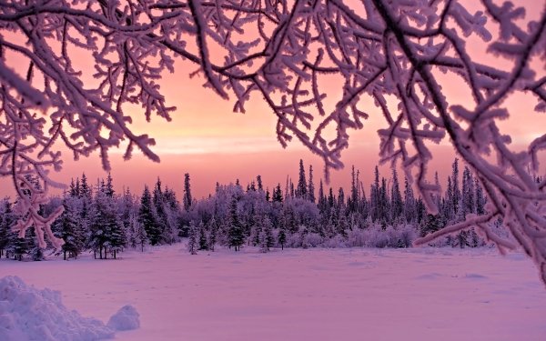 Earth Winter Sunset Forest Snow HD Wallpaper | Background Image