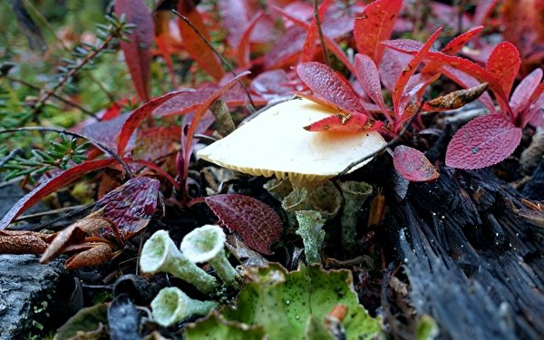 Earth Mushroom Plant Macro HD Wallpaper | Background Image