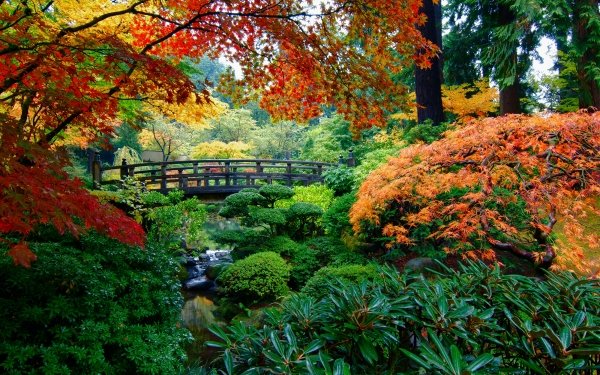 Man Made Japanese Garden Garden Bridge Fall Tree HD Wallpaper | Background Image