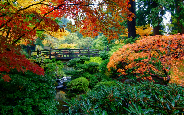 Vibrant fall foliage surrounds a man-made wooden bridge in a serene Japanese garden, captured in this HD PC desktop wallpaper and background.