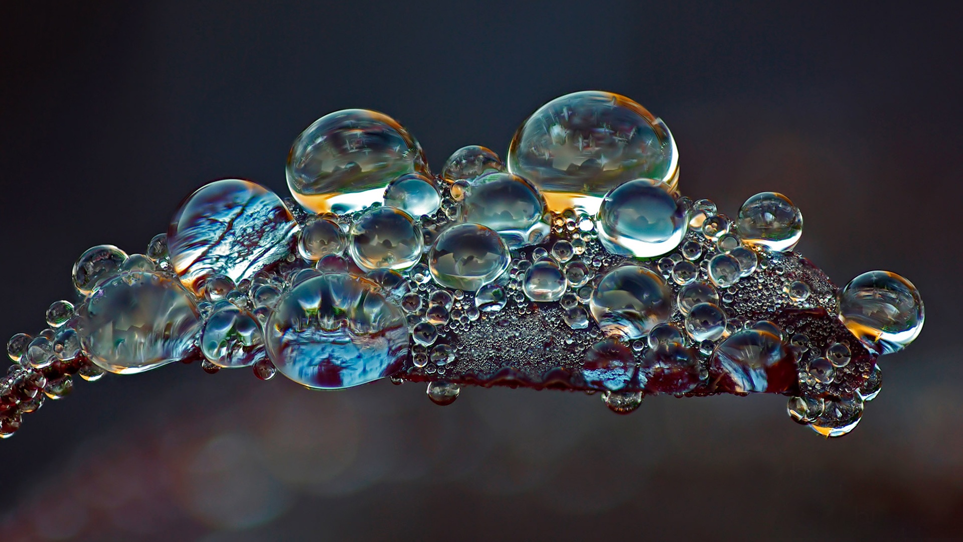 670+ Water Drop HD Wallpapers and Backgrounds