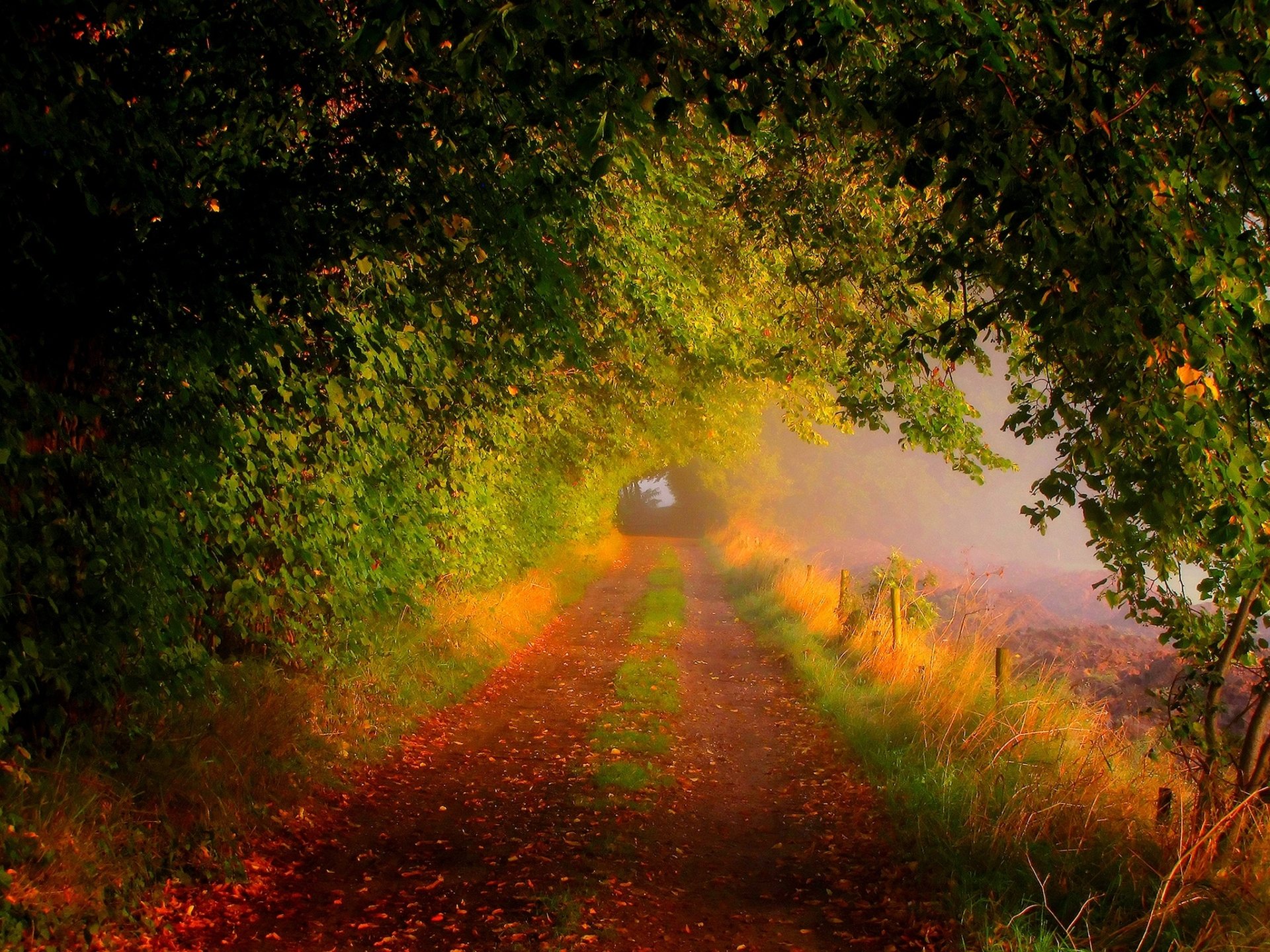 Autumn Trail: A Serene Forest Path Wrapped in Fall Leaves HD ...