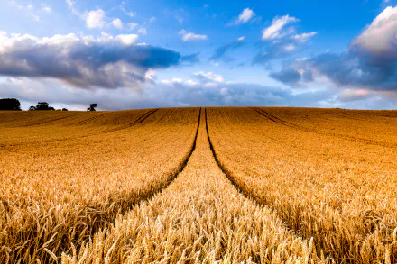 Golden wheat field under a vast blue sky with clouds, captured in high definition as a serene nature landscape for PC desktop wallpaper.
