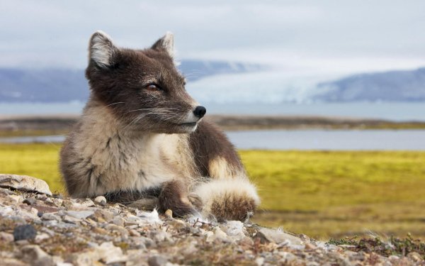 140 狐狸高清壁纸 桌面背景